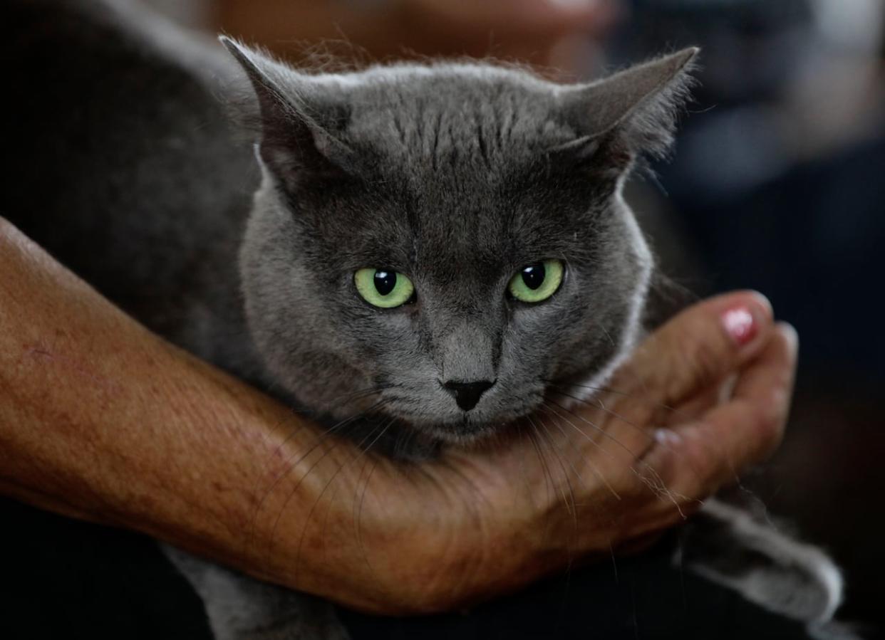 A Cuban blue cat is pictured in Havana, Cuba in 2011. A new study tallies how many species cats have been recorded to hunt or scavenge worldwide. (Desmond Boylan/Reuters - image credit)
