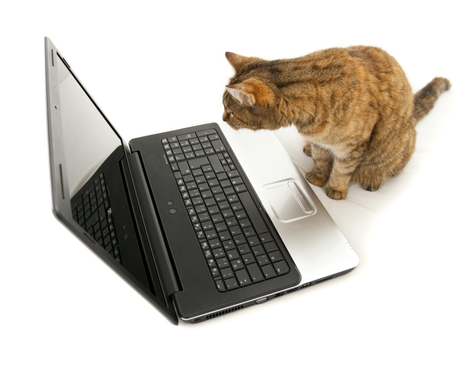 Katzen sind als Vertragspartner ungeeignet. (Symbolbild: Getty Images)