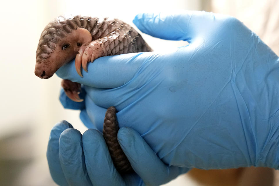 A keeper holds a baby Chinese pangolin for it to be weighed at the Prague Zoo, Czech Republic, Thursday, Feb. 23, 2023. A female baby of Chinese pangolin has been born in the Prague zoo on Feb 2, 2023, as the first birth of the critically endangered animal on the European continent, and was doing well, the park said. (AP Photo/Petr David Josek)