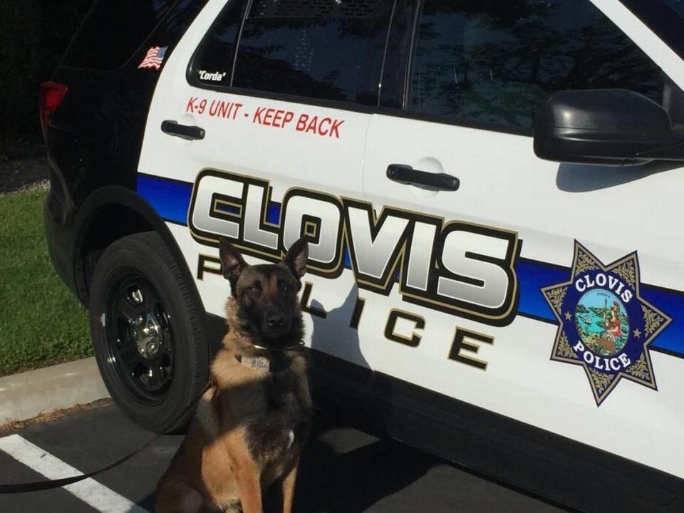 Jax, a 15-month-old Belgian Malinois, is one of two new K-9 officers for the Clovis Police Department. He is expected to begin work in May, after completing a training course with his handler, Officer Brent Drum, on May 12.