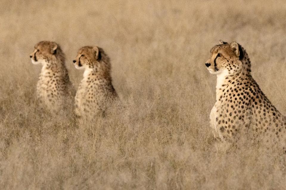 Watchful leopards at Somalisa