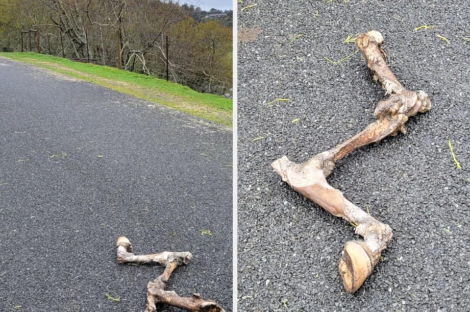 Large animal bones on the side of a road, contrasted with natural surroundings