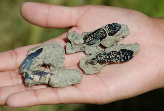 The complex teeth of <i>Kimbetopsalis simmonsae</i> suggest it was an herbivore.