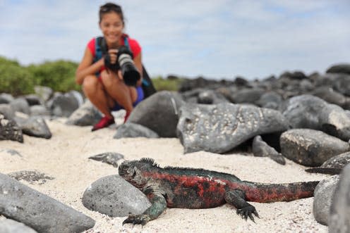 <span class="caption">By all means, see the world's wildlife – just make sure you're respectful and responsible.</span> <span class="attribution"><a class="link " href="https://www.shutterstock.com/image-photo/galapagos-christmas-iguana-tourist-wildlife-photographer-1309507360?src=mYZxTGQ5cbCvwT93ZVN4Lw-1-42&studio=1" rel="nofollow noopener" target="_blank" data-ylk="slk:Maridav/Shutterstock;elm:context_link;itc:0;sec:content-canvas">Maridav/Shutterstock</a></span>