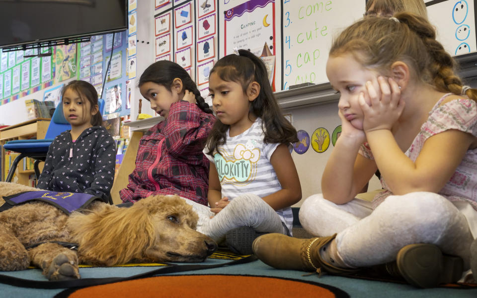In this Wednesday, Nov. 6, 2019, photo, Kindergartner Evangeline Flores, far right, looks eye in eye with "Rudy," a support dog from Paws of Assitance Loving Support on the children's first day back to school since the Kincade Fire in Healdsburg, Calif. Many of the children suffer from PTSD symptoms due to the frequency of the fires in the area. (AP Photo/Lacy Atkins)