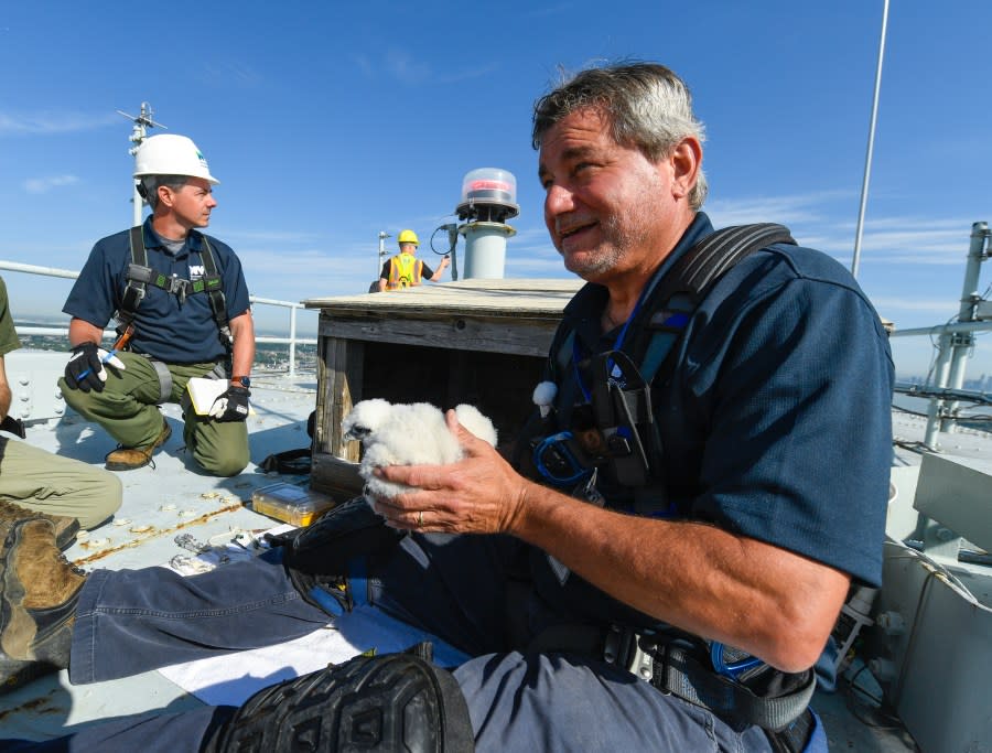 NYC Department of Environmental Protection Research Scientist Christopher Nadareski checks on three newly hatched peregrine falcon chicks in their nest atop the Brooklyn tower of the Verrazzano-Narrows Bridge on Friday, May 24, 2024. (Marc A. Hermann / MTA)