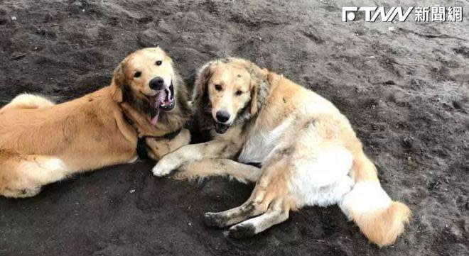 一對黃金獵犬兄弟在公園玩耍時意外重逢，溫馨的巧合讓飼主們非常感動。（圖／《TheDodo》）