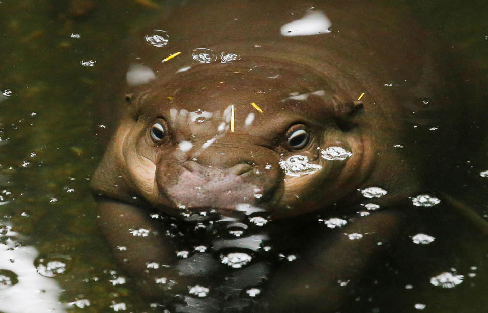 Pygmy Hippo calf in Sydney