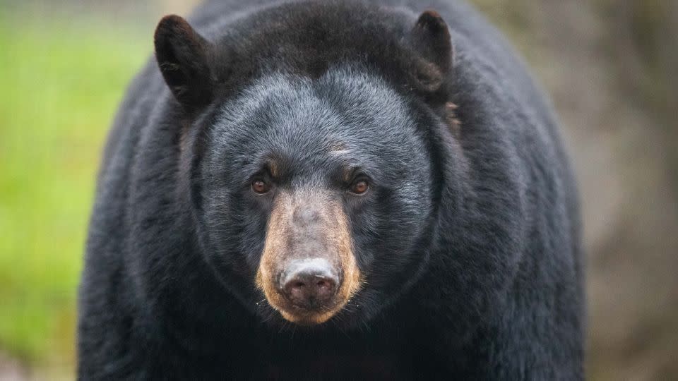 Study this face. This is a black bear face. If you're being attacked by a black bear, don't play dead. Fight back. - Friso Gentsch/picture alliance/dpa/Getty Images
