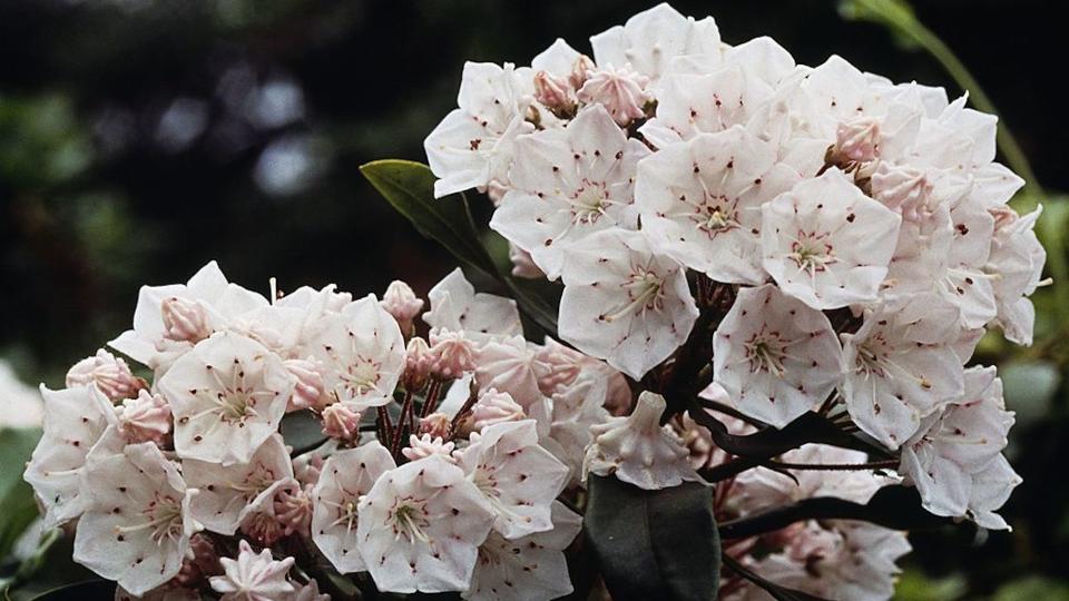 Mountain laurel