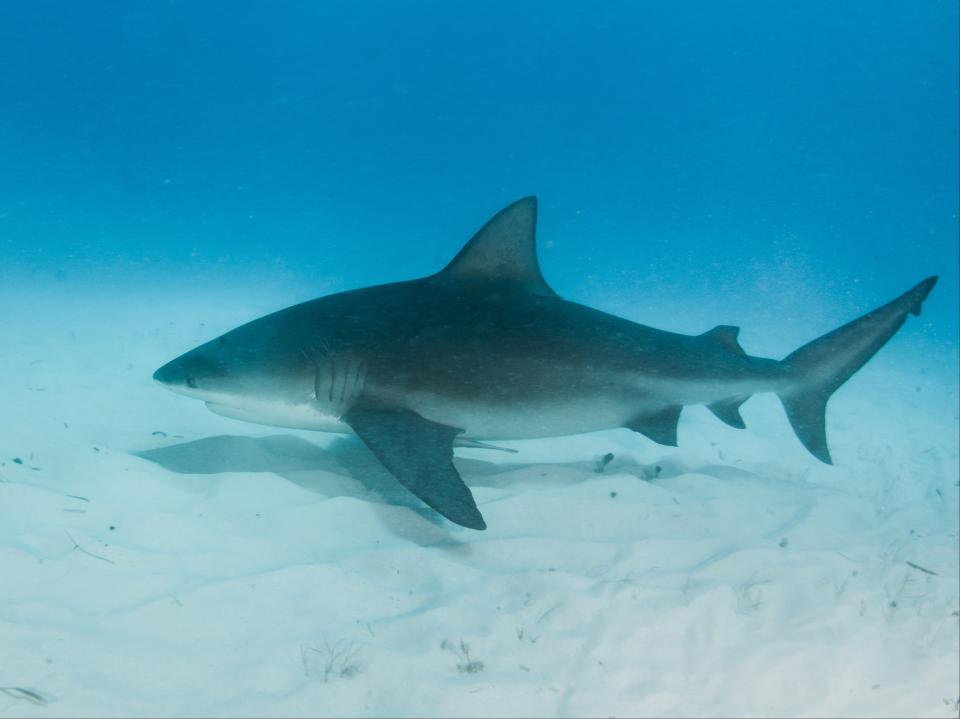 Pregnant woman saves husband from shark attack in Florida  (Getty Images/iStockphoto)