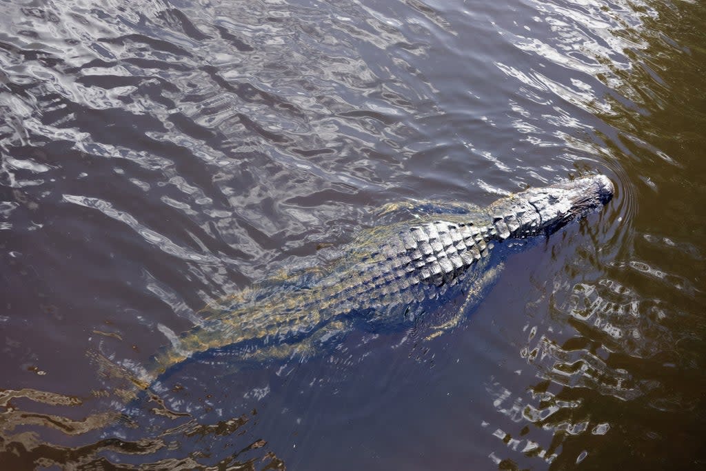 The alligator was estimated to be about 80-years-old (Getty Images)