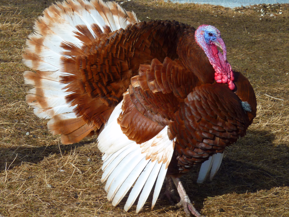 Bourbon red turkey