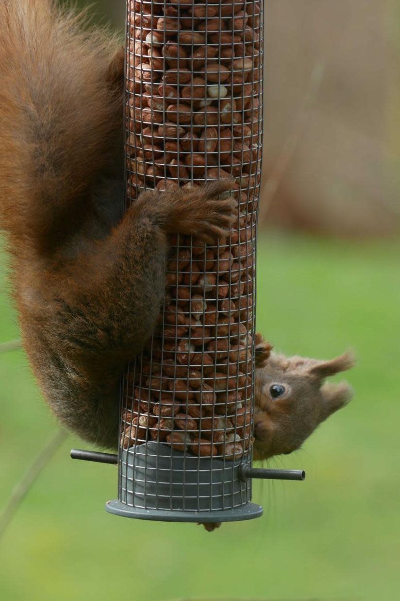 Red squirrel