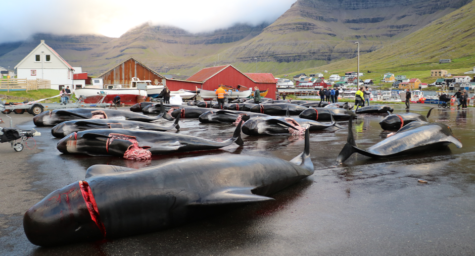 Children were taken to explore the bodies of dead pilot whales after the were killed. Source: Captain Paul Watson Foundation UK