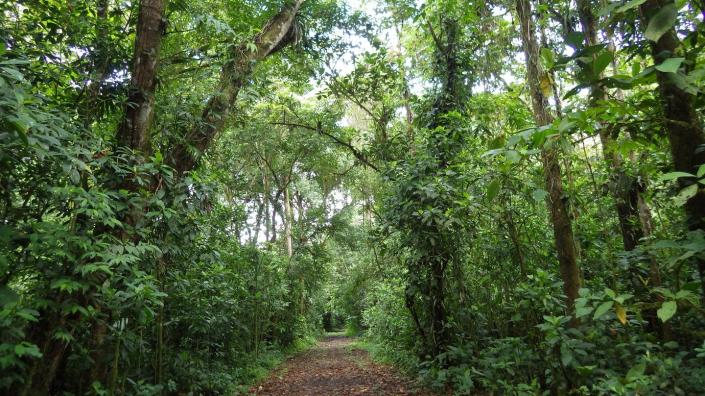 <span class="caption">A 32-year-old forest on former pastureland in northeastern Costa Rica.</span> <span class="attribution"><span class="source">Robin Chazdon</span>, <a class="link rapid-noclick-resp" href="http://creativecommons.org/licenses/by-nd/4.0/" rel="nofollow noopener" target="_blank" data-ylk="slk:CC BY-ND">CC BY-ND</a></span>