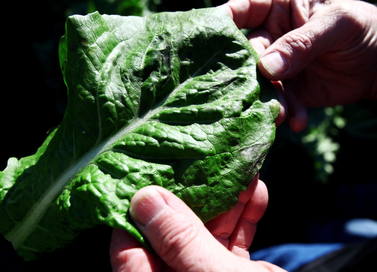 Rick Roth holds a leaf of romaine lettuce damaged by frost in January 2018 at Roth Farms in Belle Glade. The National Weather Service has issued a frost warning for early Monday for inland Palm Beach County west of State Road 7.