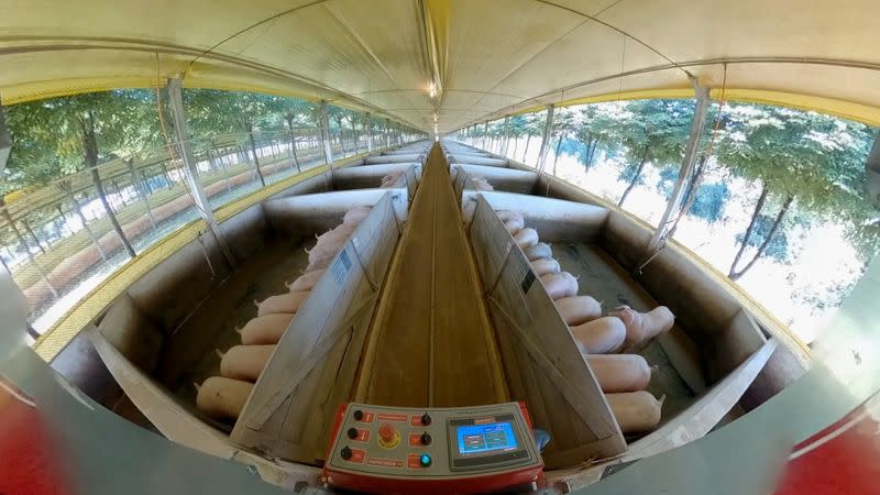 Roboagro robot feeds pigs while playing classical music on a farm in Brazil