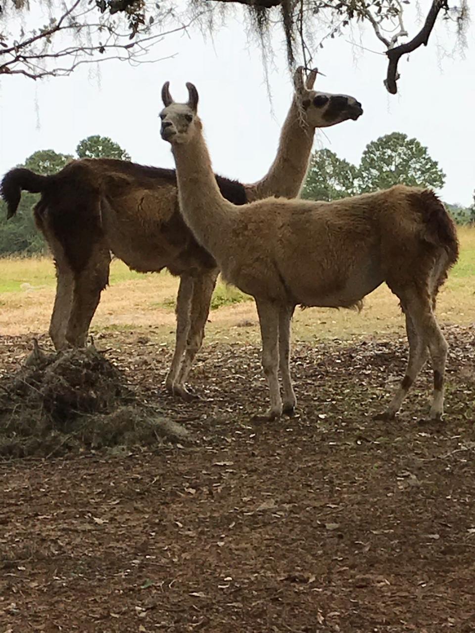 Llamas at Millstone Institute of Preservation, host to the 15th Annual Farm Tour.