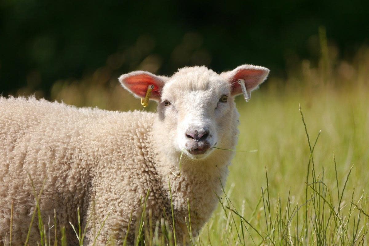 North Yorkshire Fire and Rescue Service said the sheep were rescued and the fire was extinguished <i>(Image: Pixabay)</i>