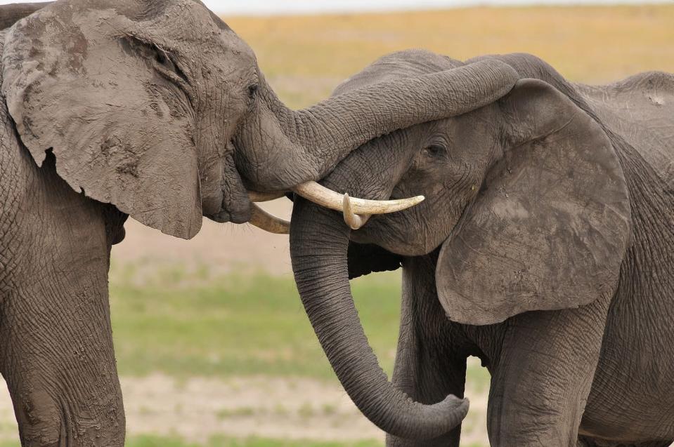 <b>African Elephants - Botswana, Chobe National Park, 2011</b> <p> Even after visiting Africa more than 50 times, I still stare in awe at any elephant sighting! At the Columbus Zoo, it is no coincidence that my Base Camp is located directly across from our Asian elephants!</p>