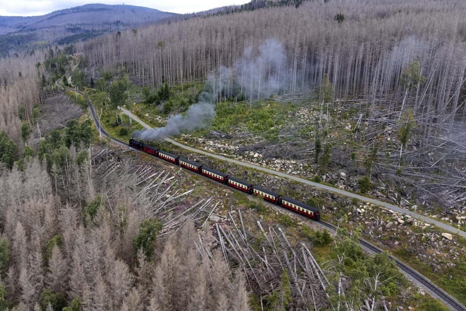 Un tren de vapor avanza a través de las montañas Harz, en las que el escarabajo descortezador y la sequía han destruido los árboles, el miércoles 26 de julio de 2023, cerca de la ciudad de Schierke, Alemania. (AP Foto/Matthias Schrader)