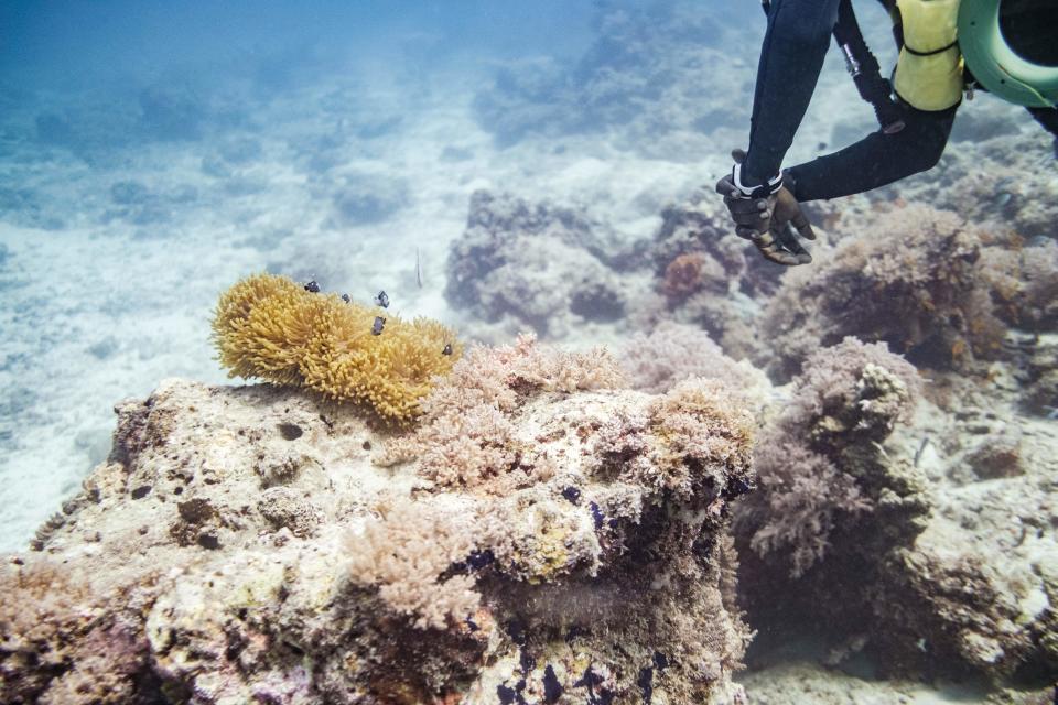 Coral reefs are seen in Matemwe, Zanzibar, on January 10, 2022. - Zanzibar's clear waters and lively reefs attract scuba diving tourists from all over the world. (Photo by Sumy Sadurni / AFP) (Photo by SUMY SADURNI/AFP via Getty Images)