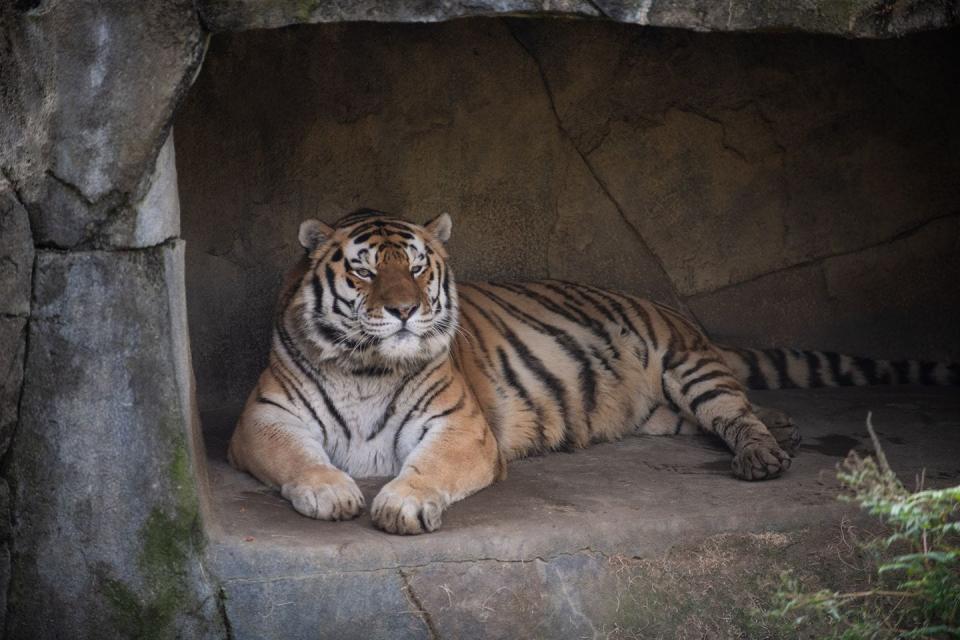 Jupiter, the 14-year-old Amur tiger, died of complications related to COVID-19, the Columbus Zoo and Aquarium said. Photo provided.