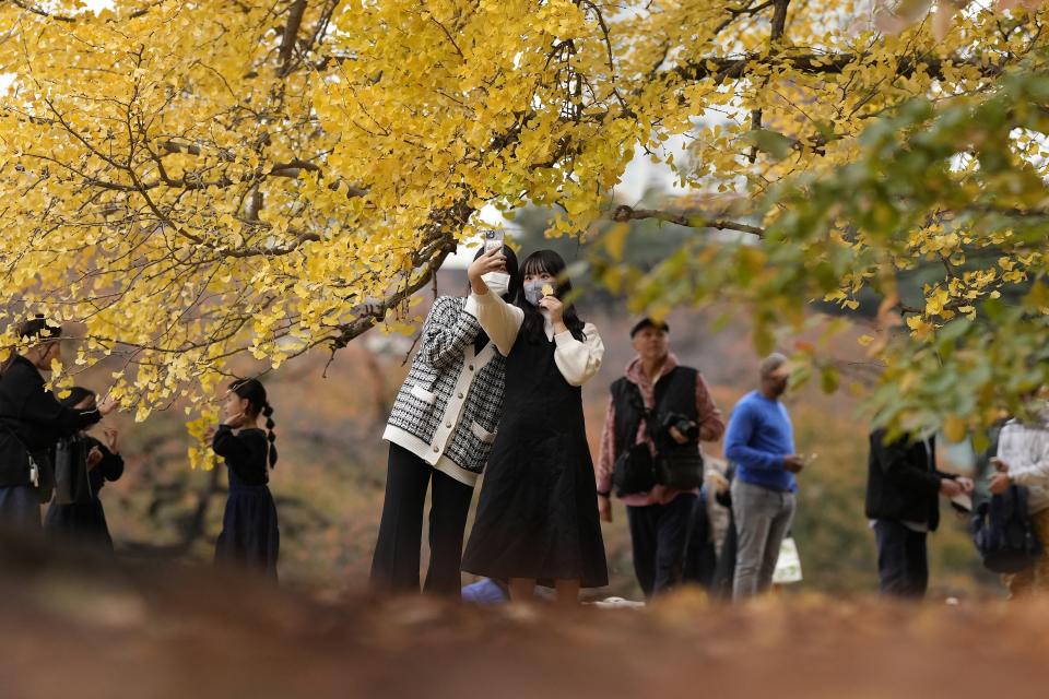 FILE - People view the fall colors of ginkgo trees at a park in Tokyo, Tuesday, Nov. 22, 2022. Temperatures are rising in Japan and summer is coming fast. (AP Photo/Shuji Kajiyama, File)