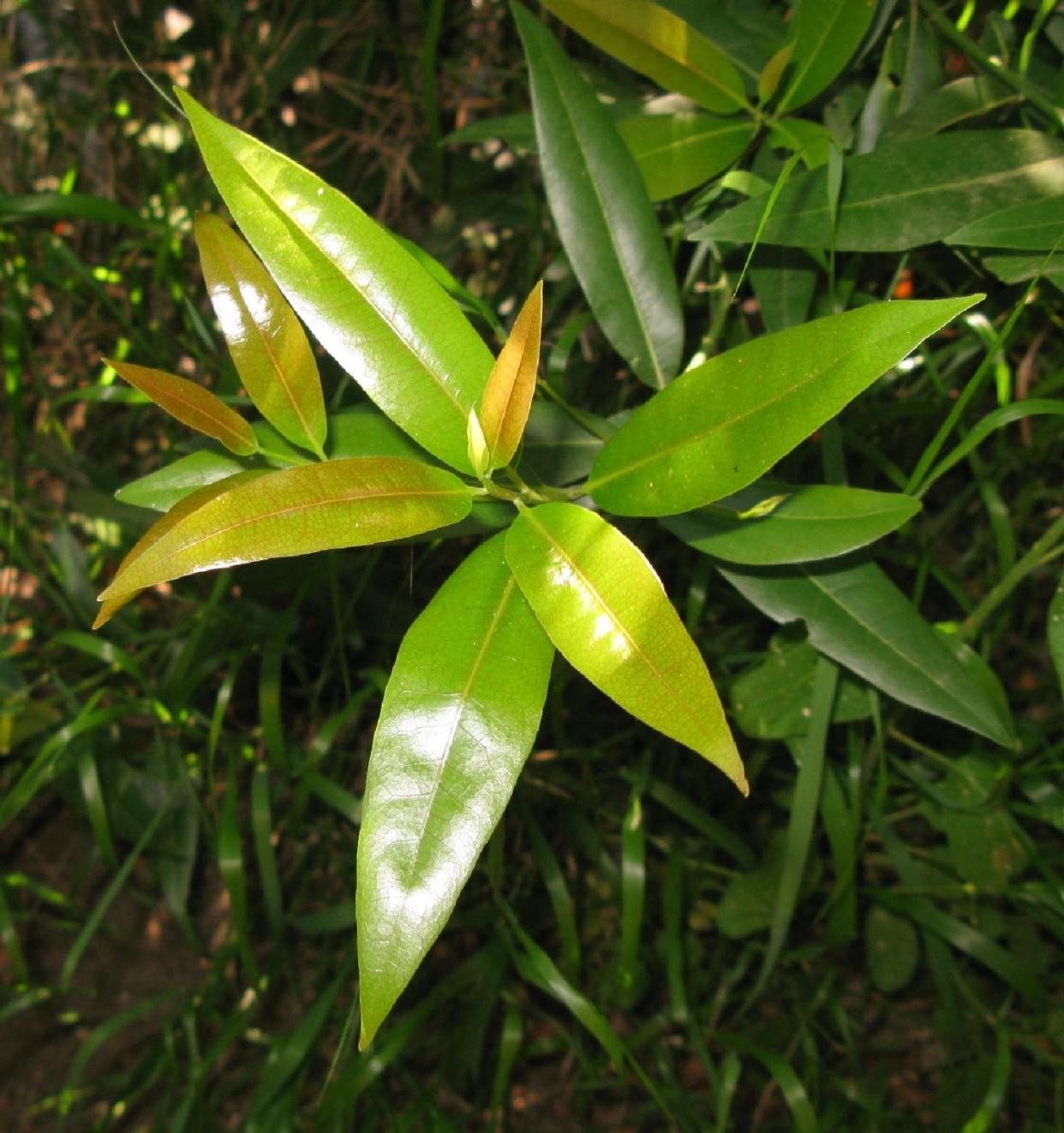 bay tree umbellularia californica, young foliage