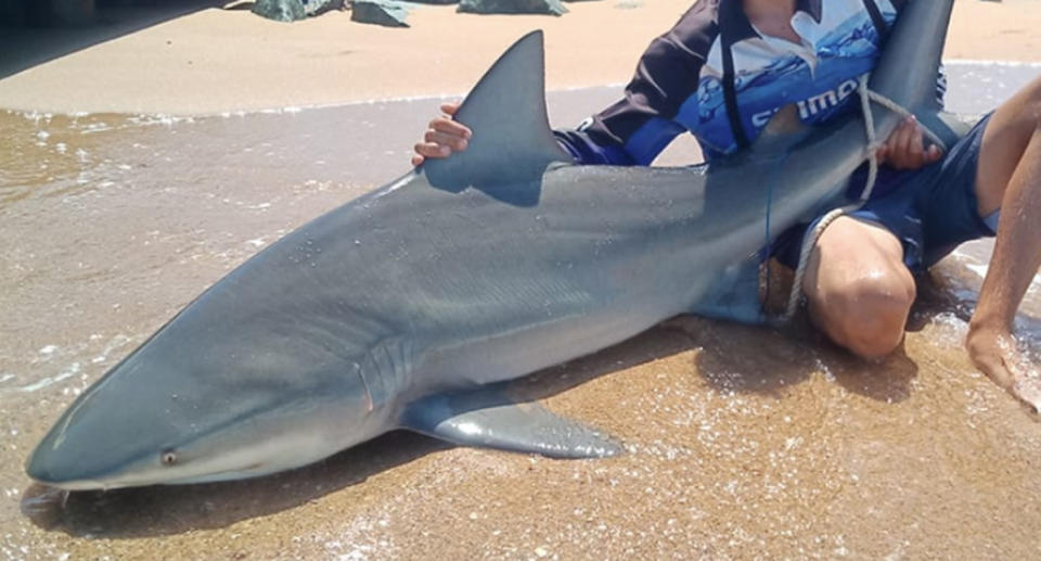 Shark caught at Margate beach, Brisbane: The shark (pictured) was caught at Margate beach, about 40 kilometres north of Brisbane.