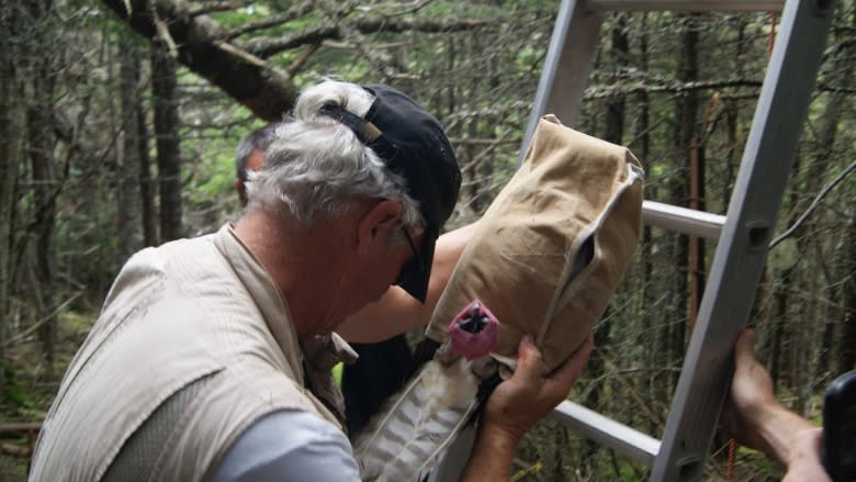 'They're charismatic. They're dramatic. They're beautiful': U.S. bird scientist visits N.L to study ospreys