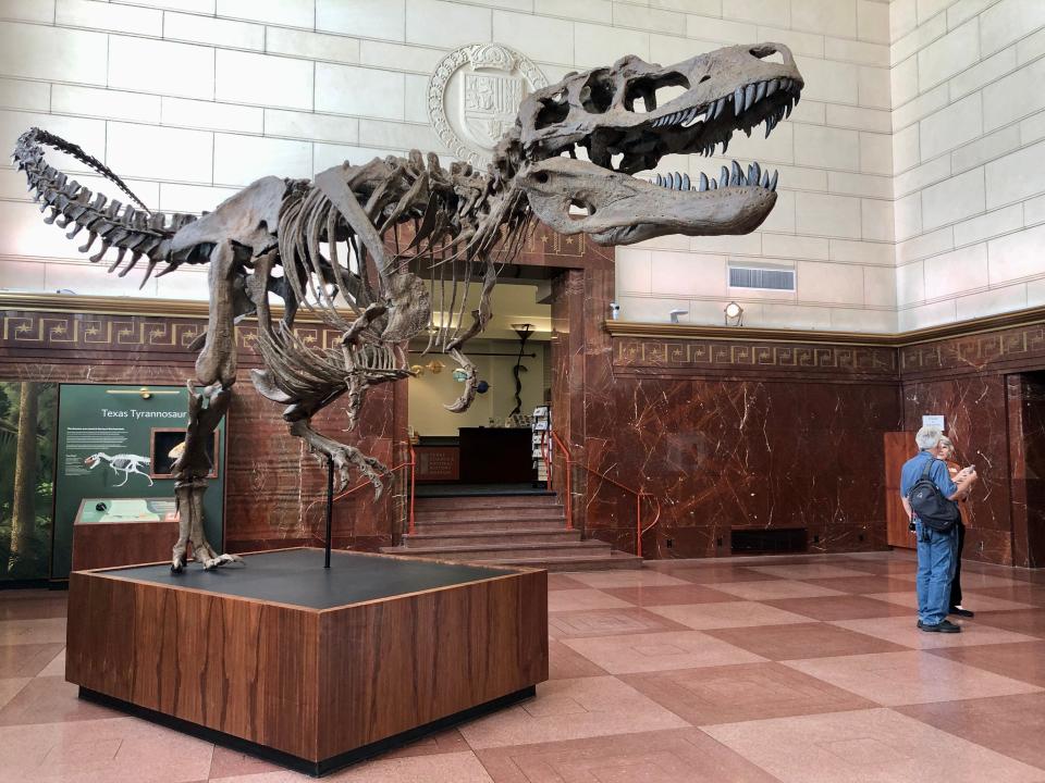 A skeleton of the Texas tyrannosaur is the latest addition to the great hall of the Texas Science & Natural History Museum, formerly known as the Texas Memorial Museum. The skeleton is a reconstruction based on a jawbone found in Big Bend.