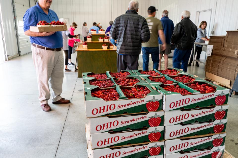 Strawberry season started about two weeks early this year at Polter's Berry Farm in Fremont. Picking started on May 16.