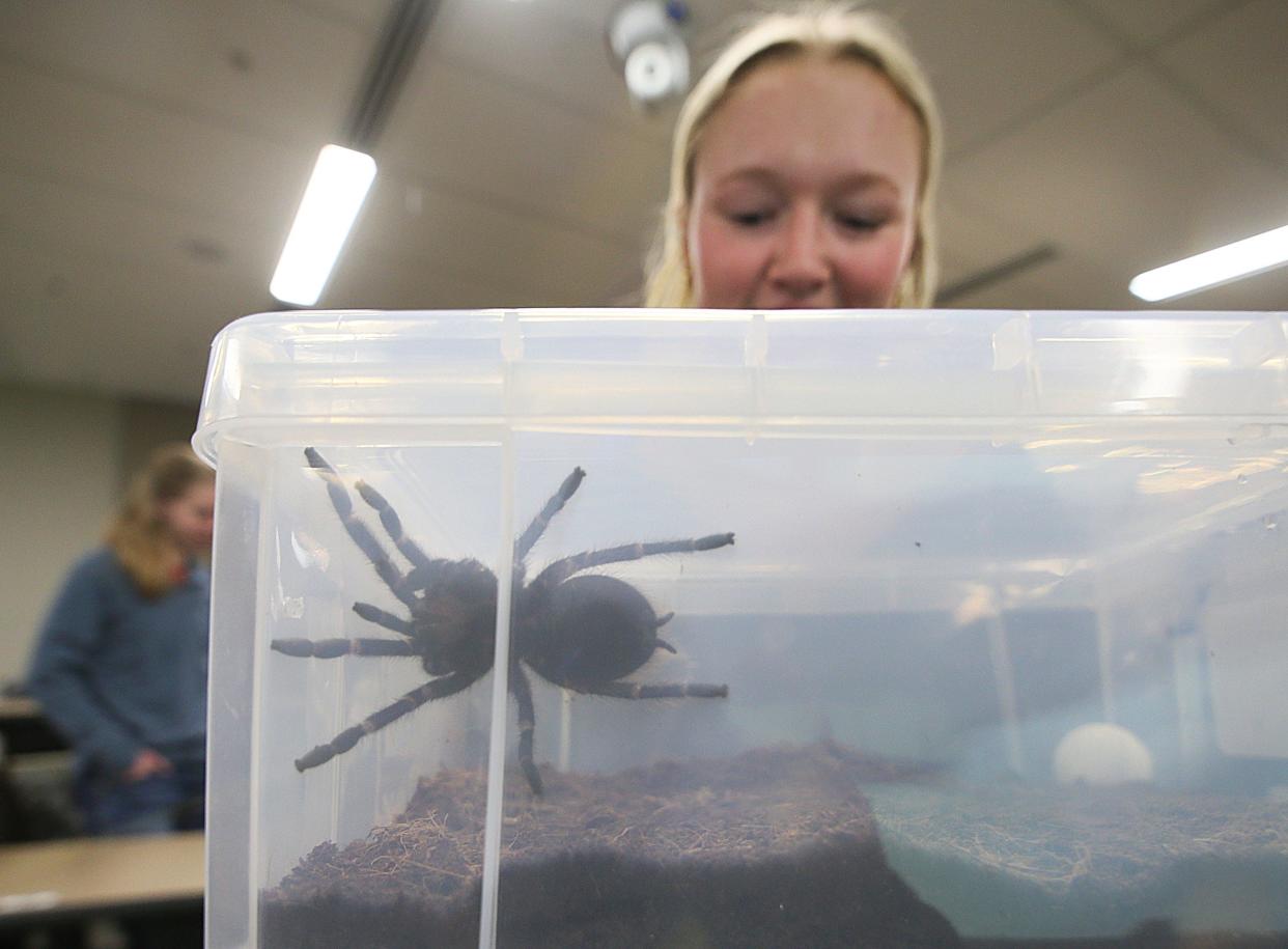 Iowa State University Veterinary medicine third-year student takes home a tarantula for a month for her Exotic Pet study loaned by Reiman Gardens at the university's College of Veterinary Medicine on Wednesday, March 6, 2024, in Ames, Iowa.