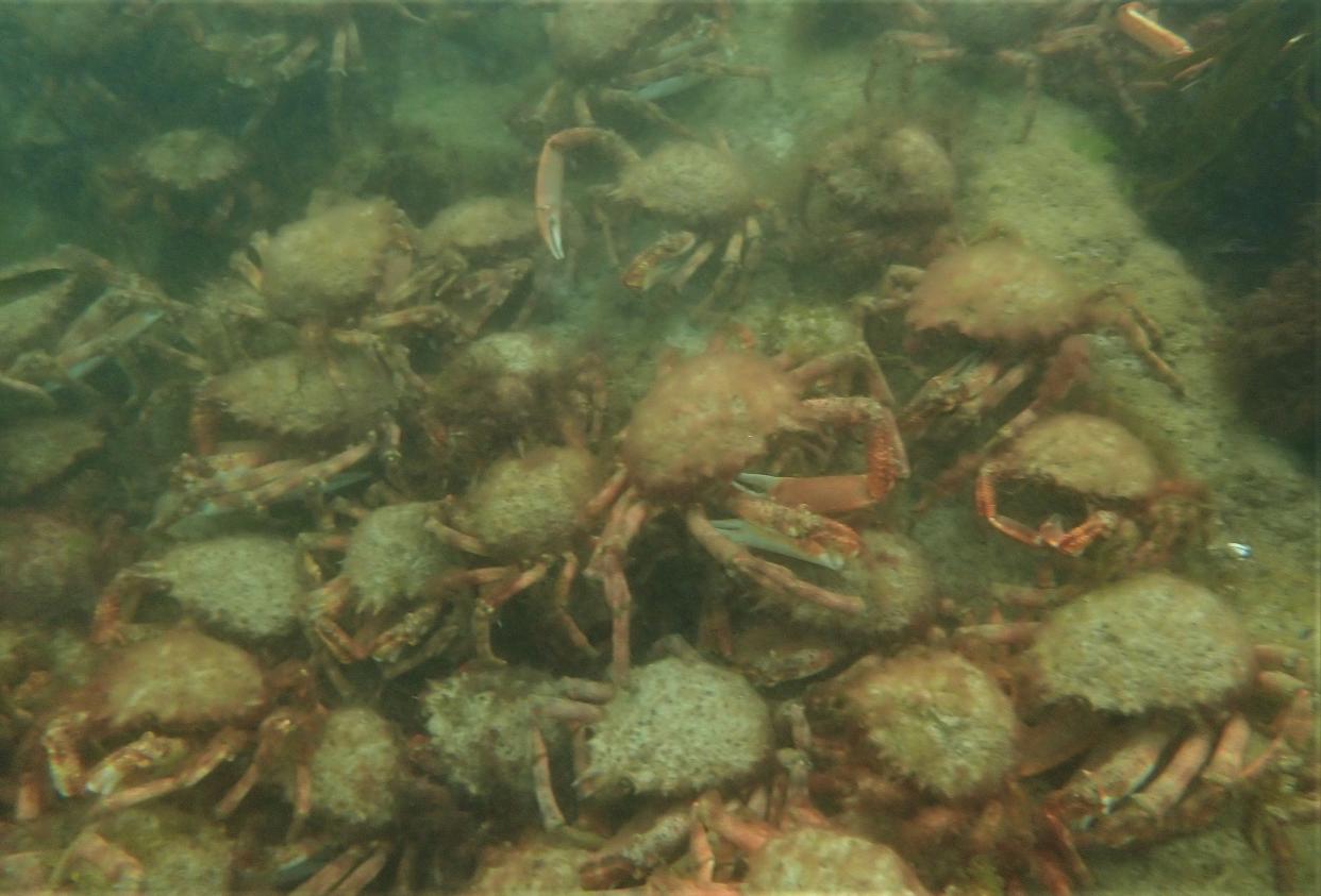 This undersea spectacle, which takes place annually between late summer and early autumn, involves crabs rallying together to protect themselves from the threat of predators (Matt Slater/Cornwall Wildlife Trust/PA).