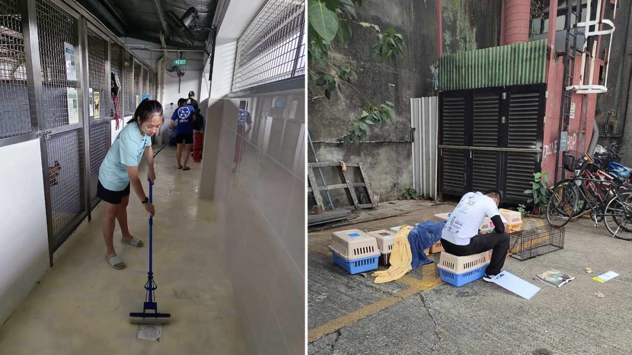 Lesser adoptions and more returns causing volunteer fatigue at animal welfare groups (Photos: Causes for Animals - Singapore/Facebook)