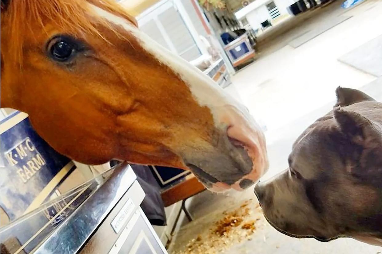 maisy the barn hippo nose to nose with a horse