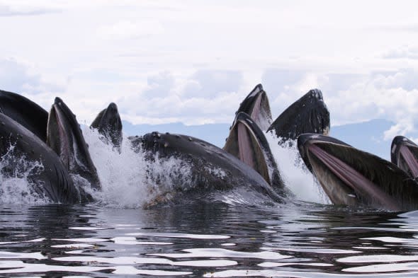 humpback whales