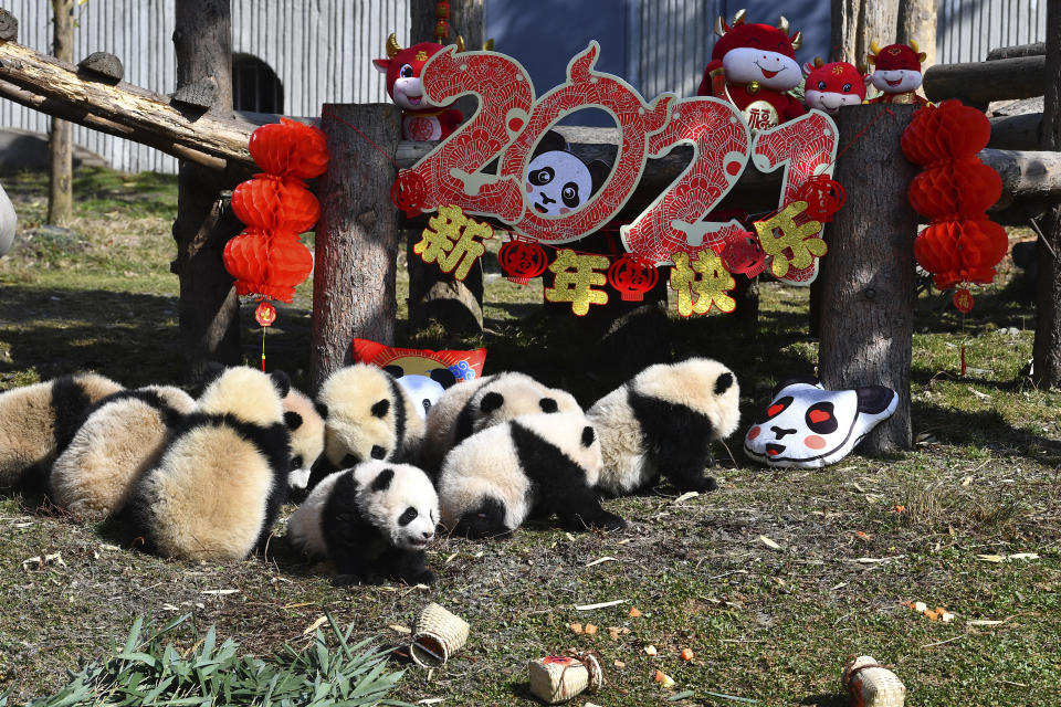 Ten panda cubs born in the year 2020 at the panda research center are seen together for the Chinese New Year celebration in Wolong in southwest China's Sichuan province, on Feb. 3, 2021. China has pledged $230 million to establish a fund to protect biodiversity in developing countries. President Xi Jinping made the announcement at a U.N. conference on biodiversity held on Tuesday, Oct. 12, 2021 in Kunming, China. (Chinatopix via AP)