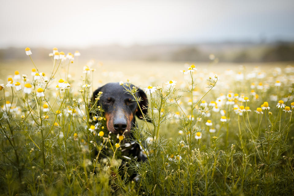 Einige natürliche Zeckenmittel können den Hund geruchlich stören - und auch hier können Nebenwirkungen auftreten (Symbolbild: Getty Images)