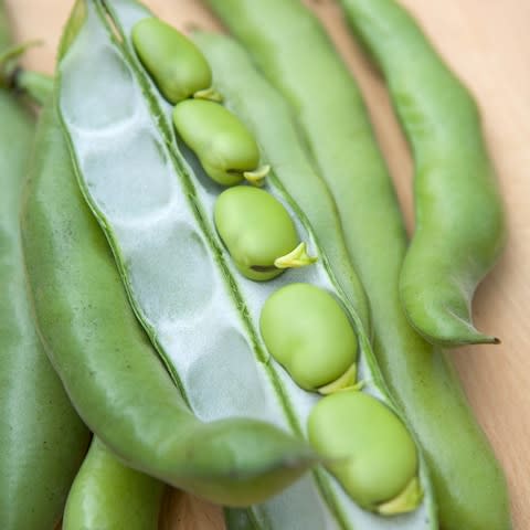 Broad beans 'Masterpiece Green Long Pod' - Credit: gapphotos.com
