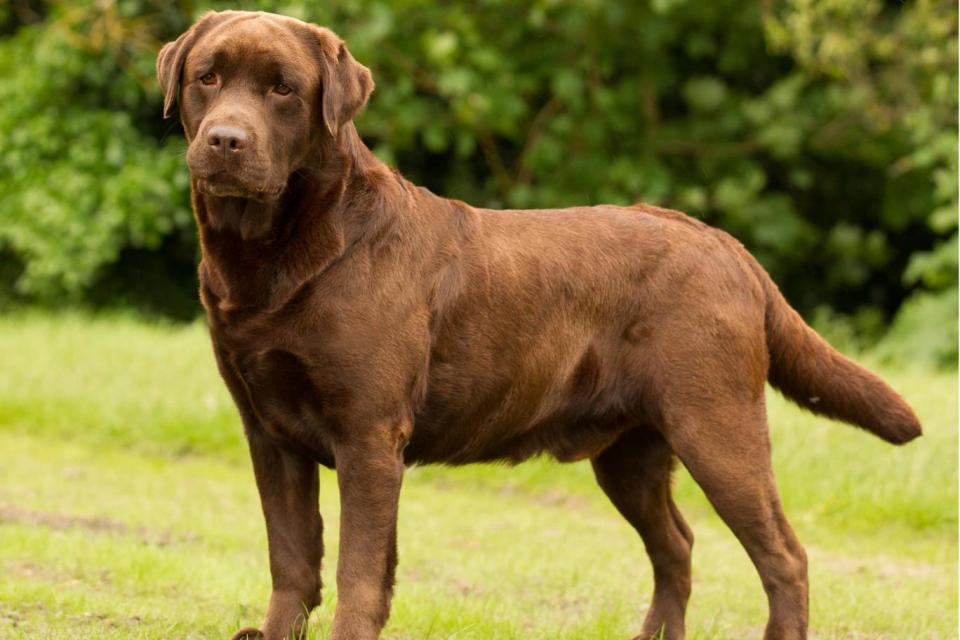 A chocolate labrador retriever (Lisa Croft-Elliott)