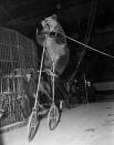 <p>Circus bear “Fritz” seems none too pleased with his predicament as he pedals his “high strung” bicycle around at the opening of the Ringling Brothers and Barnum & Bailey Circus at Madison Square Garden, New York, April 5, 1939. (AP Photo/Tom Sande) </p>