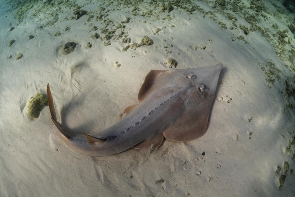 This undated photo made available by The Pew Charitable Trusts shows the giant guitarfish. Countries have agreed to protect more than a dozen shark species at risk of extinction, in a move aimed at conserving some of the ocean’s most awe-inspiring creatures who have themselves become prey to commercial fishing and the Chinese appetite for shark fin soup. Three proposals covering the international trade of 18 types of mako sharks, wedgefishes and guitarfishes each passed with a needed two-thirds majority in a committee of the World Wildlife Conference known as CITES on Sunday Aug. 25, 2019. (Danny Copeland/The Pew Charitable Trusts via AP)