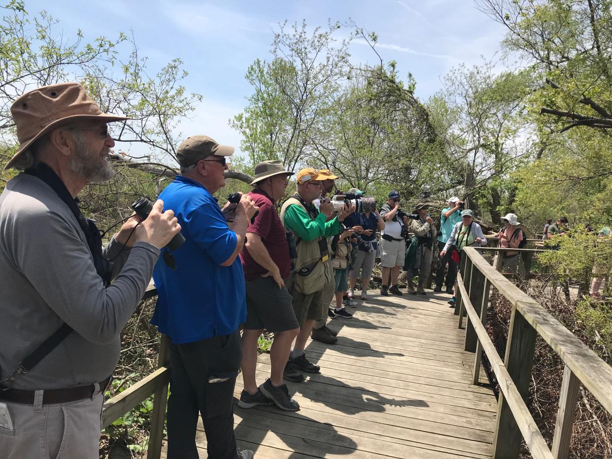 Birding enthusiasts lined Magee Marsh Wildlife Area's boardwalk Thursday in Ottawa County, as thousands of birders visited Northwest Ohio this week to view migratory birds at various sites as they made their way through the region.