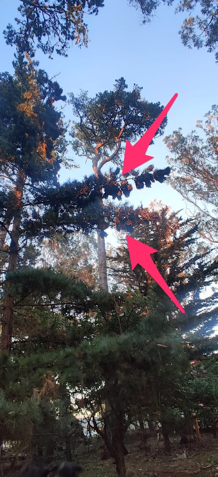 pink arrows point to two branches on a tall pine tree