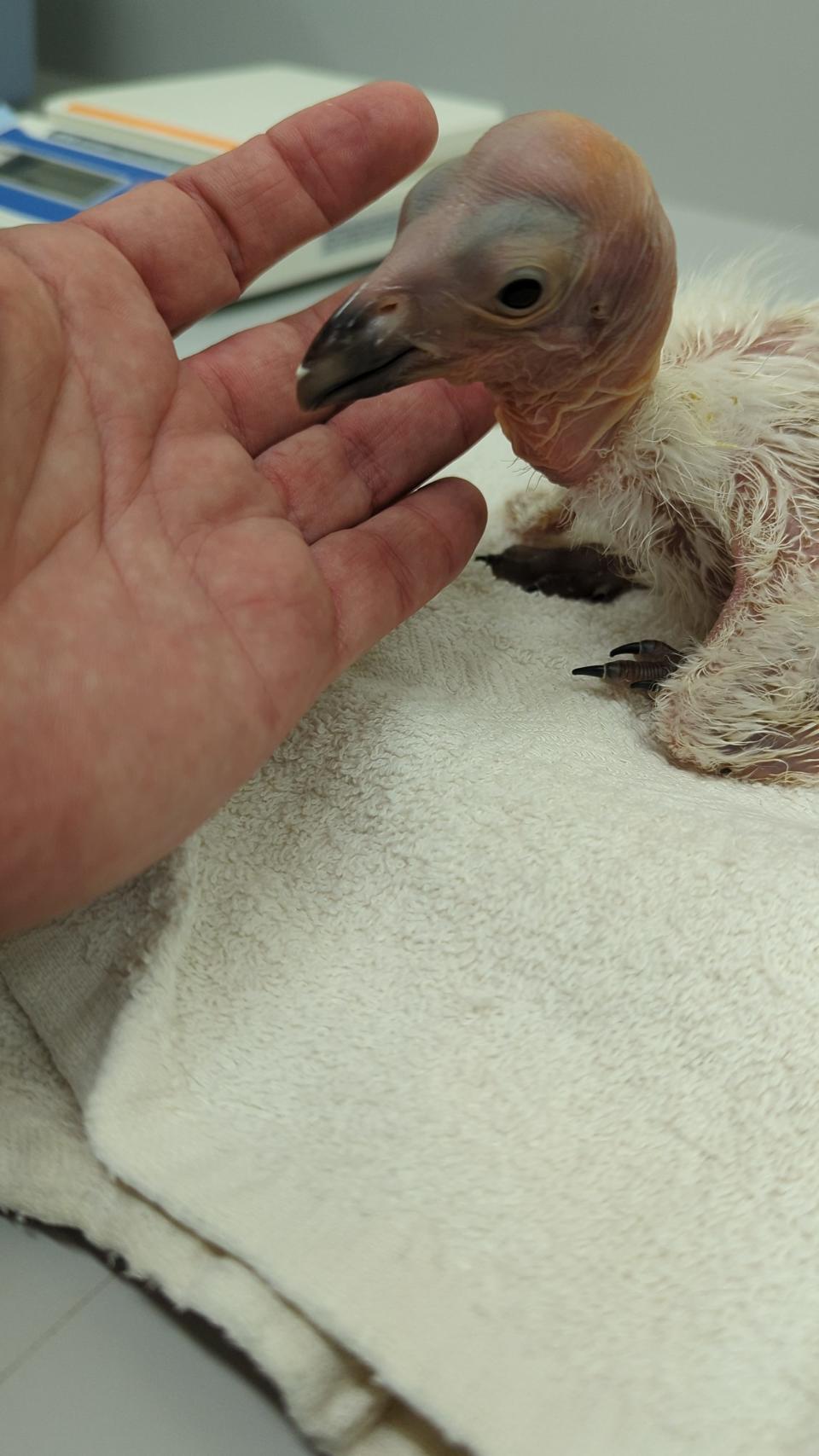 A handler inspects a California condor hatchling at the Los Angeles Zoo in this undated 2024 photo. (Los Angeles Zoo)