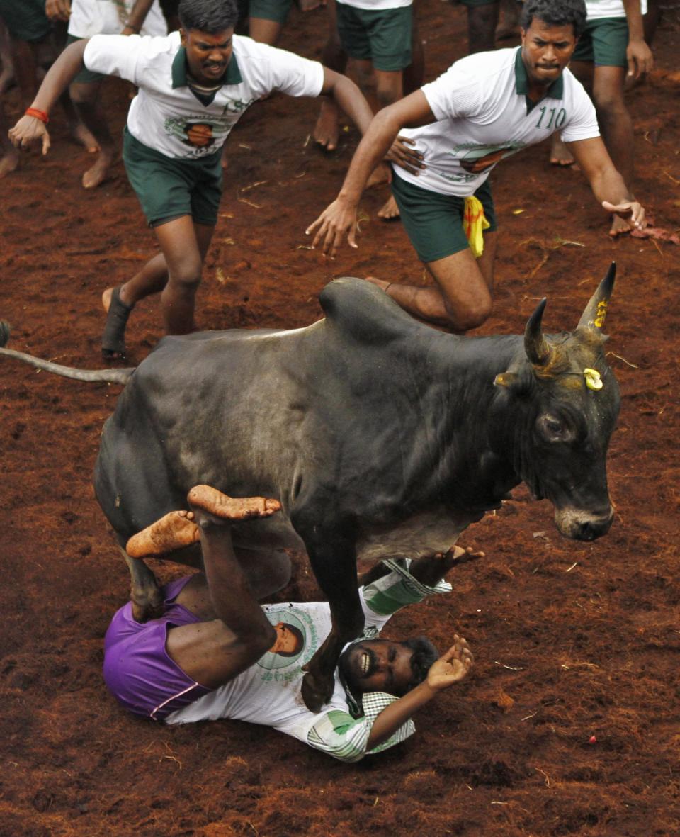 A villager is pinned down by a bull during a bull-taming festival on the outskirts of Madurai town