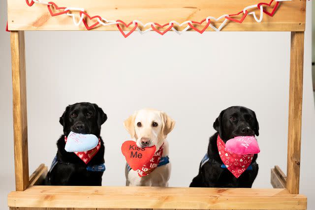 <p>Memorial Hermann</p> The facility dogs at Children’s Memorial Hermann Hospital in Houston celebrate Valentine's Day